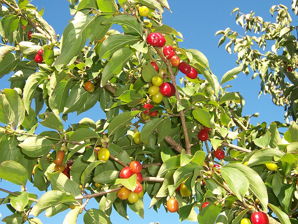 Kornelkirsche (Cornus mas) – Produktbild, heimische Wildpflanze, Gehölze, naturnaher Garten